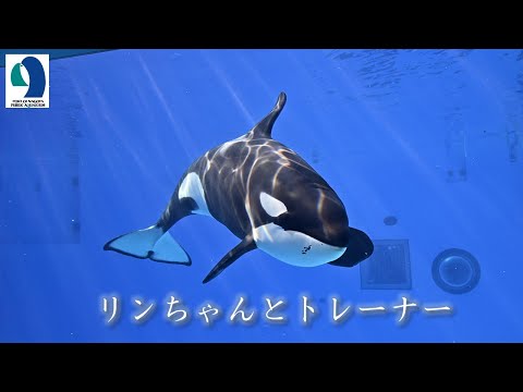 名古屋港水族館】シャチのリン - YouTube
