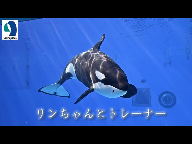 名古屋港水族館　シャチ　ナミちゃんうちわ 名古屋港水族館 25th うちわ - メルカリ