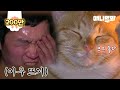 시원하게 땀 빼고 먹는 츄르맛이 최고라는 찜질 고양이 선생ㅣCat Brothers Obsessed Over Charcoal Sauna Being So K-Cat