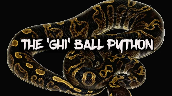 The 'GHI' Ball Python!