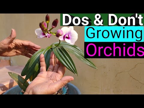 Top 10 DON'Ts when Growing Orchids - tips for orchid beginners