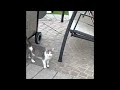 A Shy Hungry Cat Came to Me For Food…