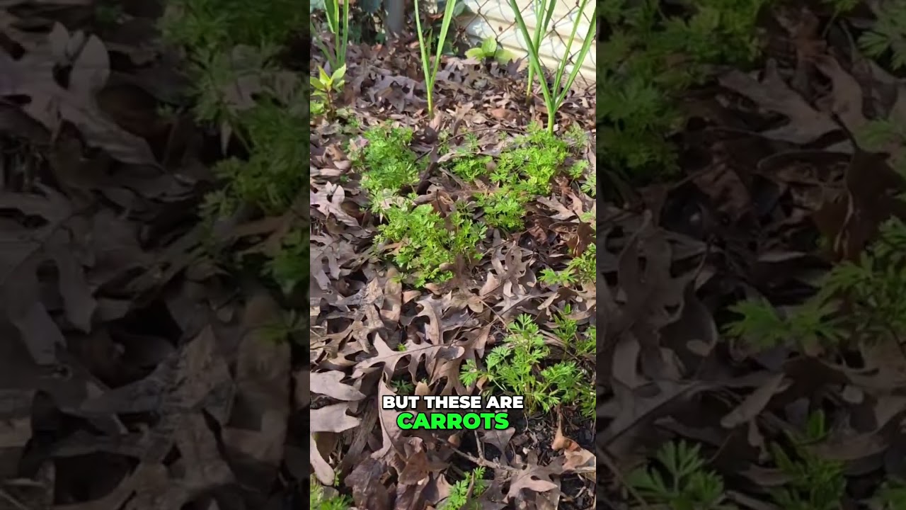 Why This Garden Keeps Feeding Us (Even After Frost) 