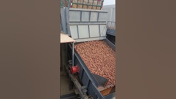 Process of unloading potatoes from truck at factory