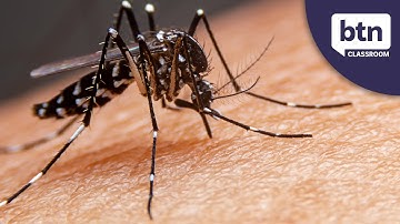 Why are mosquitos the most dangerous animal in the world? - Behind the News