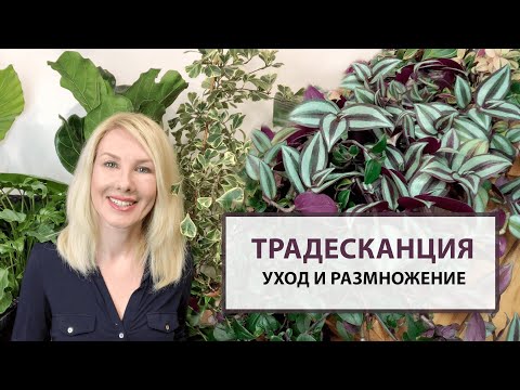 Видео: Как да продавам цветя