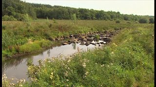 Cumbria success story after 5 years of returning river and wildlife (UK) 26/Aug/2025