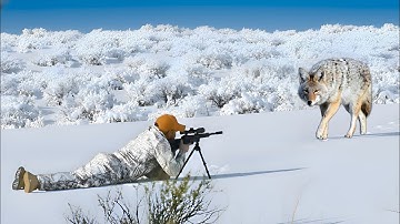 30 COYOTES DOWN | ACTION-PACKED PREDATOR HUNTING IN 4k | 6.5 CREEDMOOR, 243 WIN & 6MM ARC SUPPRESSED
