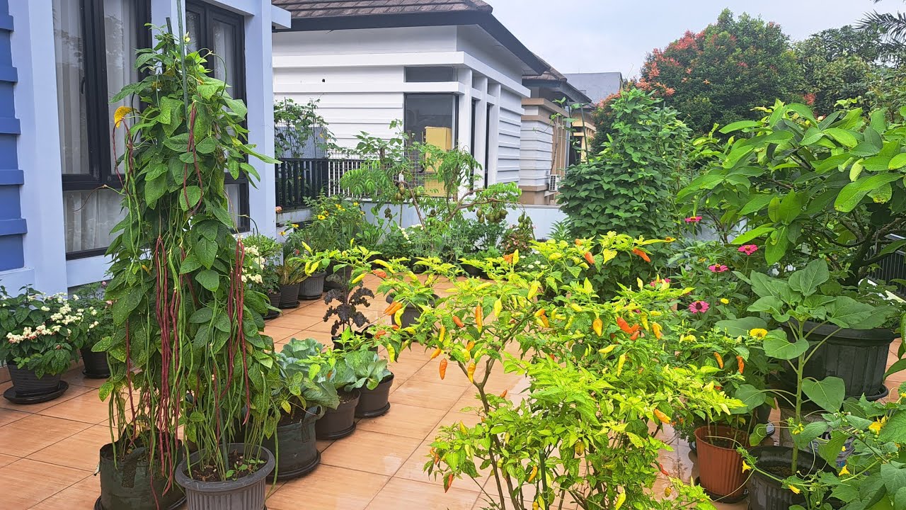 Menanam kecipir, sudahi tanaman kacang panjang, petik-petik sayuran yang ada di kebun 