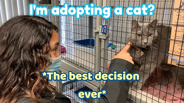 I ADOPTED A CAT (because i