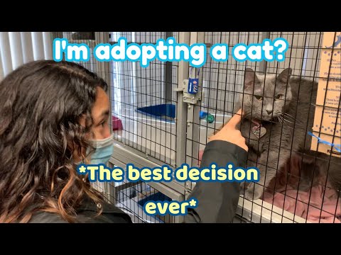 Videó: Adopt-A-Cat