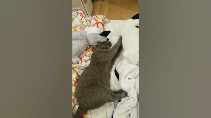 Watch the video about Bubbles the cat is sleep kneading. Russian Blue. Please subscribe.