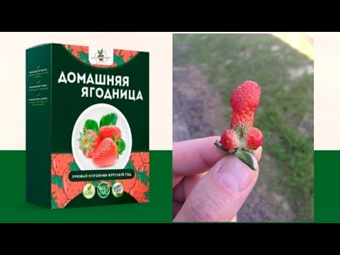 Вопрос: Ягодница Гигантелика Какие отзывы?