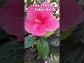 flowers #shorts #ytshorts #flowers #photography #hibiscus #nature #gardenplants