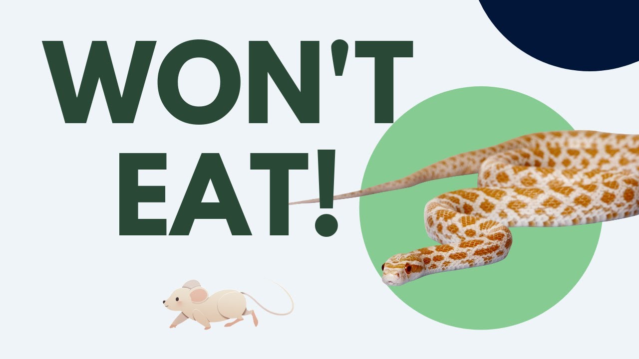Corn Snake Not Eating? Here's why! YouTube