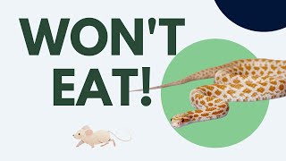 Corn Snake Not Eating? Here's why! Don T Get A Corn Snake Here S Why