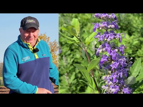 Why Is Vitex Called The Chaste or Chastity Tree? / How To Prune & Learn About A New Hardier Hybrid