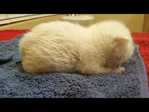 【感動】子猫の恩返し。生後1日で置き去りにされた白い子猫、成長すると…