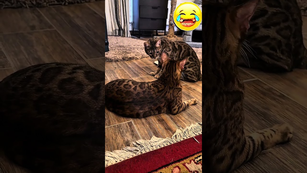 МАРФА➕ГРЮНЯ😹💭😹