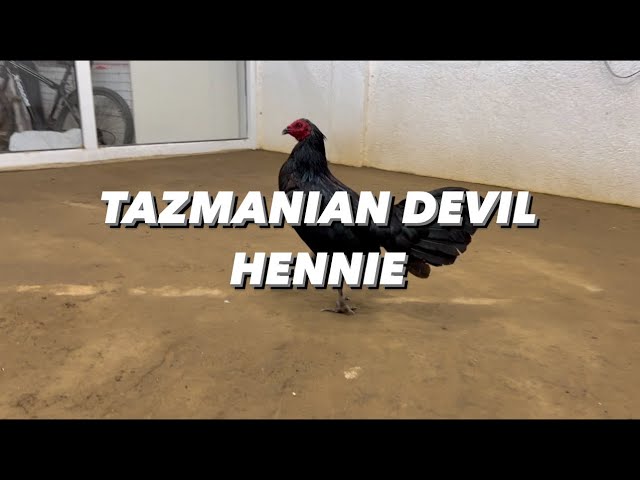 TAZMANIAN DEVIL HENNIE | ORONCE BROTHERS GF class=