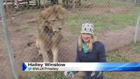 Leão Assusta Repórter