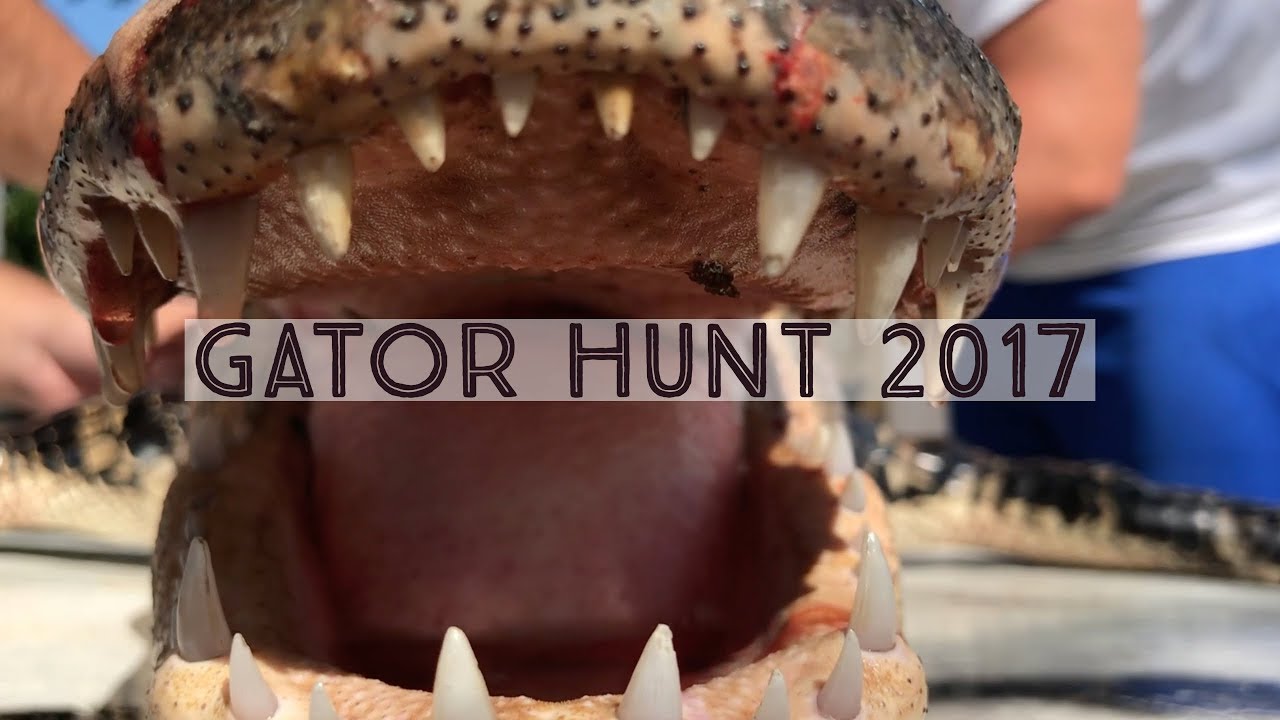 Gator Hunt 2017 YouTube