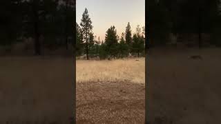 Curious mule deer