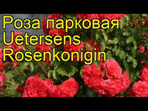 Розы плетистые клаймберы - Питомник роз Несиных