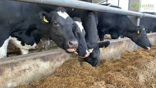 Looking to Improve Your Dairy Herd's Genetics?