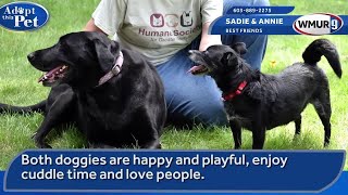 video Annie Sadie Nashua shelter