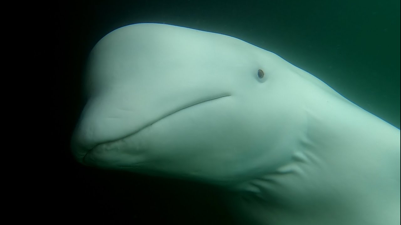 A WHITE WHALE - Hel-G Sailing Episode 61