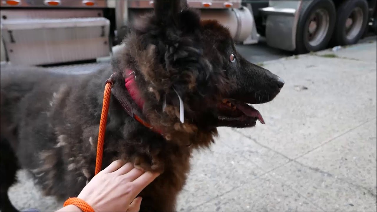 Gummy Bear - 9514 - Brooklyn ACC camera iphone 8 plus apk