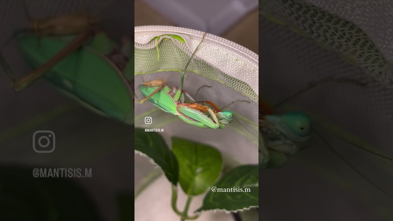 Praying Mantis became friends with a cricket then ate him