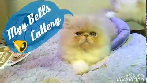 Video 505811: persian kittens cattery, bells cattery