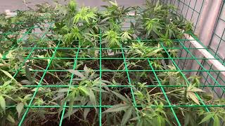 Medical Indoor Garden Update: 4th Cycle No Till Organic Living Soil 4x4 SIP Veg Stage