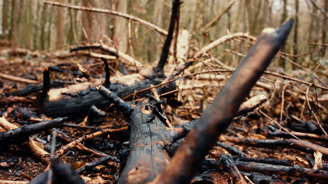 Klimageschichten Folge1:  Wie unser Wald unter dem Klimawandel leidet