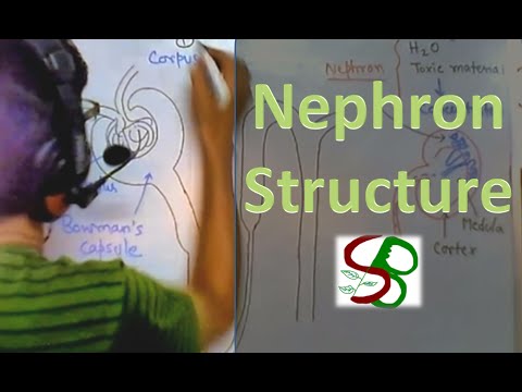 Nephron structure - YouTube