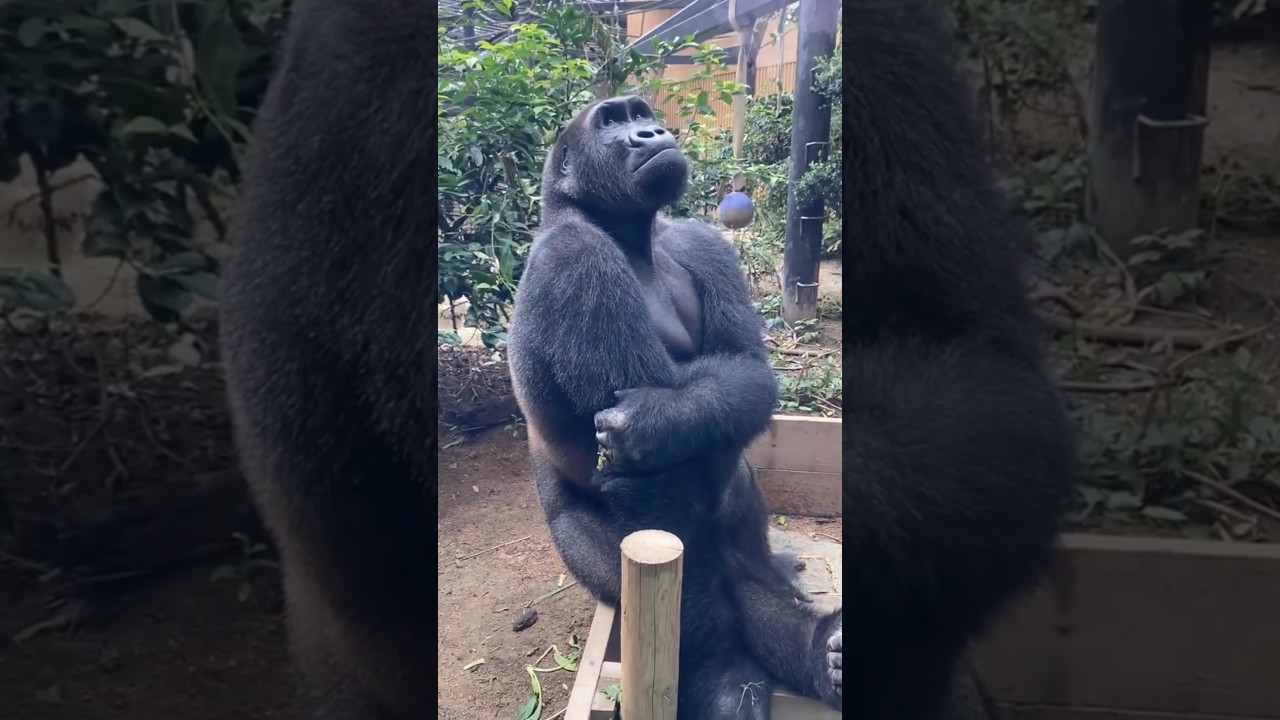 Animals Hunting Facts 