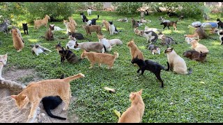 Thousand Of Cats And Their Own Kingdom   ElephantNews