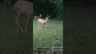 Three and all hungry #nature #buckbeak #deer #весенняяохота #animals