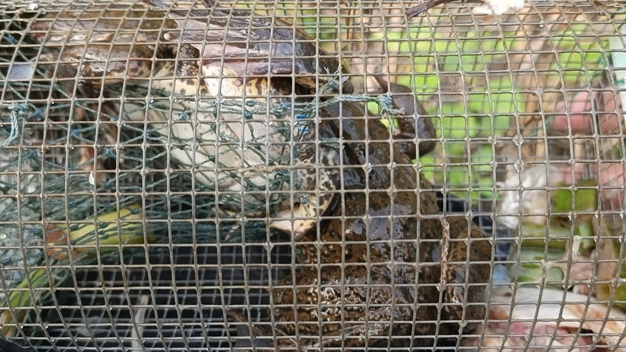 Đặt lợp ếch trúng bầy ếch khủng nhìn sướng con mắt/Frog traps are all terrible