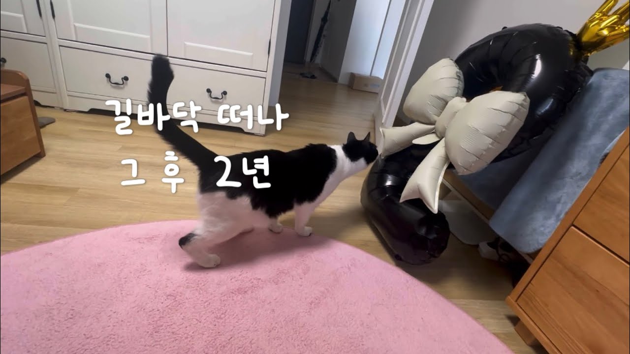 길바닥 떠나 그 후 2년 고양이 