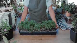How to Grow and Care for Ice Plants