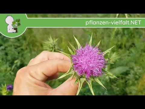 Video: Mariendistel (Pflanze) - Nützliche Eigenschaften Und Verwendung Von Mariendistel. Feldsau Distel, Garten, Rosa, Gelb