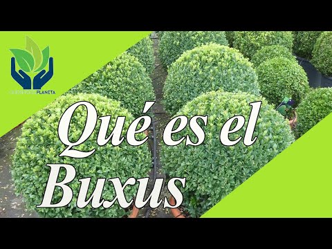 Video: Boj De Hoja Perenne (42 Fotos): Plantación Y Cuidado, Descripción Del Arbusto Buxus De Hoja Perenne, Refugio De La Planta Para El Invierno