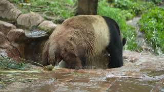 #大熊猫钢镚儿 可爱宝宝洗澡啦！