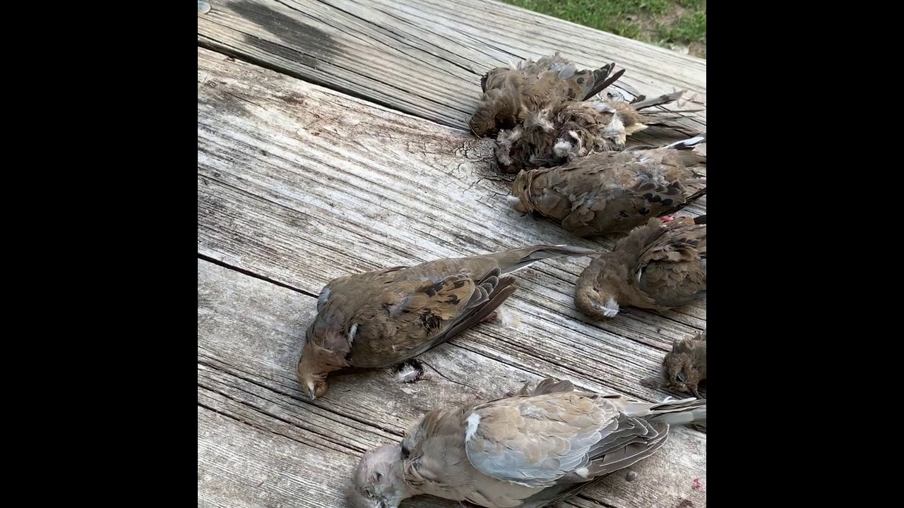 Nebraska Dove Hunting 
