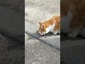 Street cat in japan