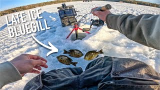 Ice Fishing for AGGRESSIVE Bluegill using Mega Live 2 in Northern Wisconsin (2-27-2026)