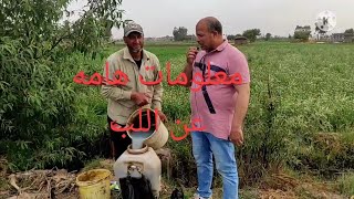 لقاء مع الحاج / احمد شلبى ومعلومات مهمه عن زراعة اللب السوبر